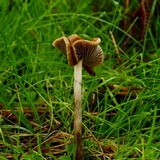 Psilocybe subaeruginosa image