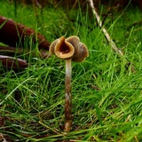 Psilocybe subaeruginosa image