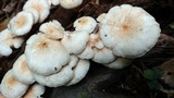 Ripartitella brasiliensis image