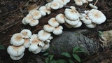 Ripartitella brasiliensis image