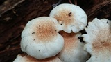 Ripartitella brasiliensis image