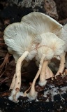 Ripartitella brasiliensis image