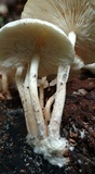 Ripartitella brasiliensis image