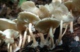 Ripartitella brasiliensis image