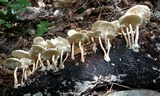 Ripartitella brasiliensis image