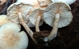 Ripartitella brasiliensis image