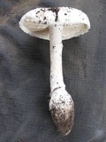 Amanita farinacea image