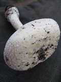 Amanita farinacea image
