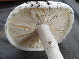 Amanita farinacea image