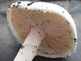 Amanita farinacea image