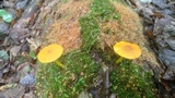 Pluteus chrysophlebius image