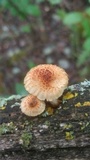 Heliocybe sulcata image