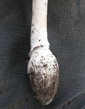 Amanita farinacea image