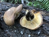 Tapinella atrotomentosa image