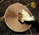 Agaricus endoxanthus image