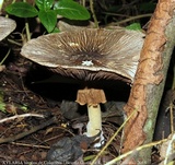 Agaricus endoxanthus image