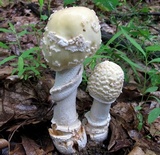 Amanita velatipes image