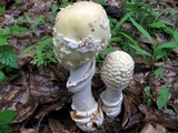 Amanita velatipes image