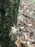 Cordyceps tuberculata image