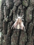 Cordyceps tuberculata image