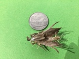Cordyceps tuberculata image