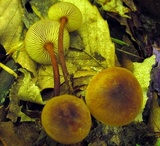 Xeromphalina tenuipes image