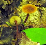 Xeromphalina tenuipes image