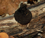 Galiella rufa image