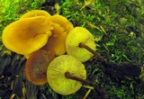 Xeromphalina tenuipes image