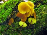 Xeromphalina tenuipes image