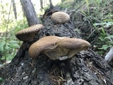 Tapinella atrotomentosa image