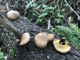 Tapinella atrotomentosa image