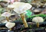 Kuehneromyces marginellus image