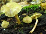 Kuehneromyces marginellus image