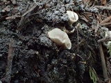 Cotylidia diaphana image