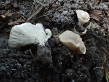 Cotylidia diaphana image