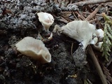 Cotylidia diaphana image
