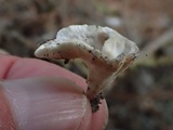 Cotylidia diaphana image