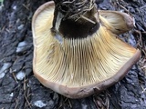 Tapinella atrotomentosa image