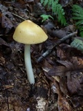 Amanita sinicoflava image