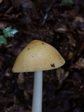 Amanita sinicoflava image