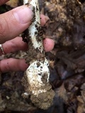 Amanita sinicoflava image