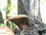 Tapinella atrotomentosa image