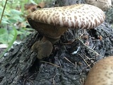 Tapinella atrotomentosa image