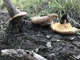 Tapinella atrotomentosa image