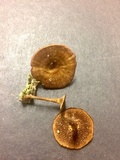 Coltricia cinnamomea image