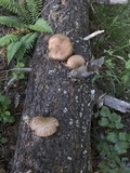 Tapinella atrotomentosa image