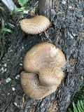 Tapinella atrotomentosa image