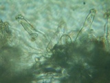 Inocybe abjecta image