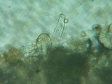 Inocybe abjecta image